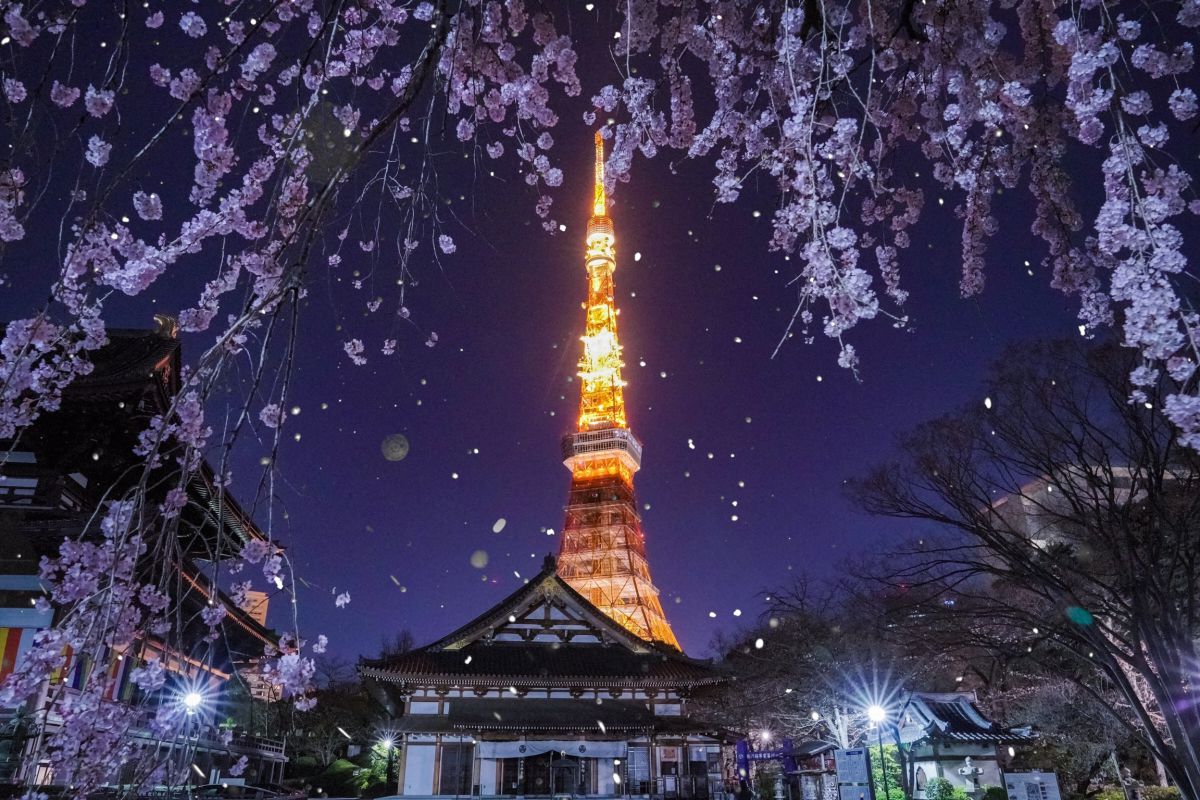 桜が降り注ぐ東京タワー 街並み 建物 ビル タワー Ganref