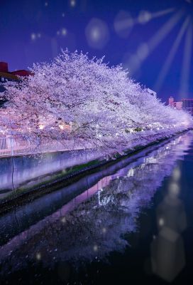 夜桜 2020-03-30_192206-