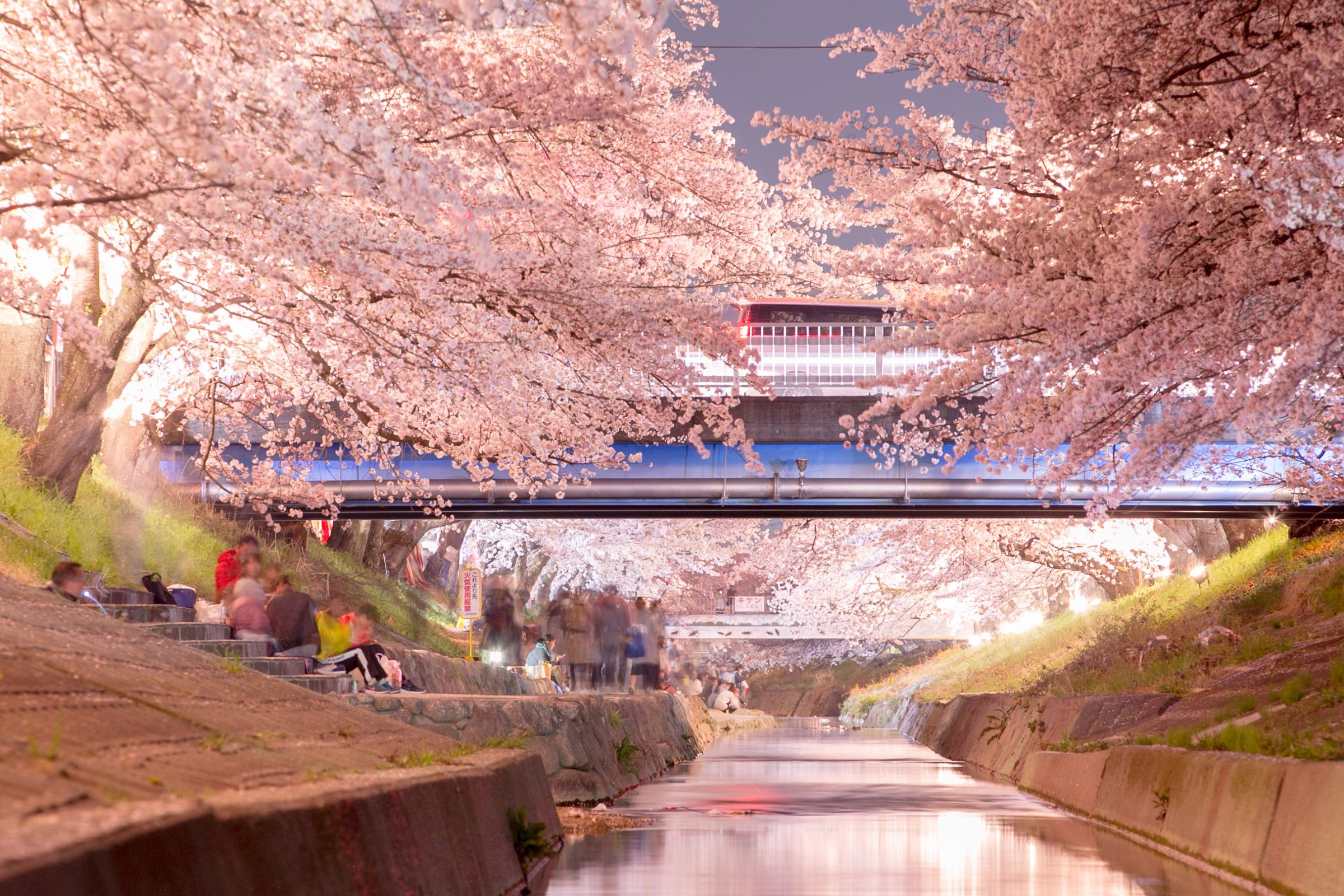 高田千本桜-夜桜- | GANREF