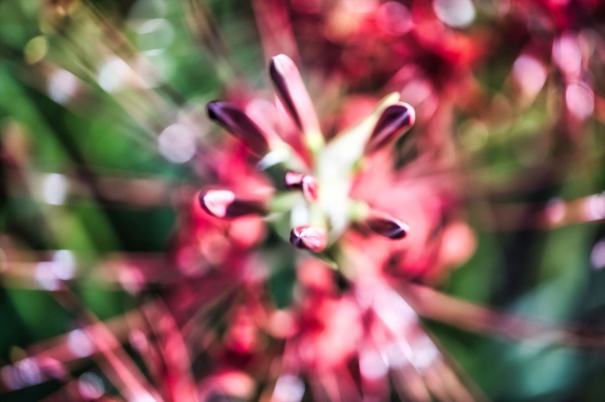 彼岸花のつぼみ 植物 花 花びら Ganref