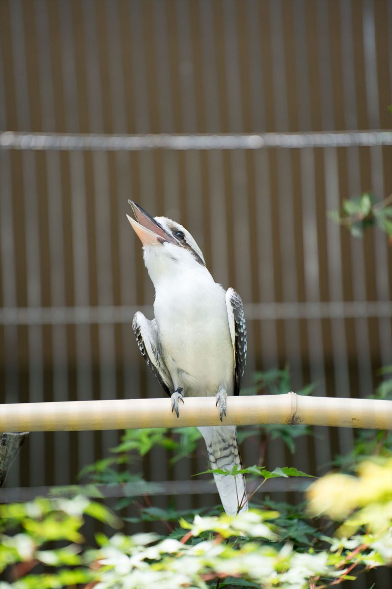 MDAwMDAzMTI3Mg_MC4xNzcwNjEwMCA