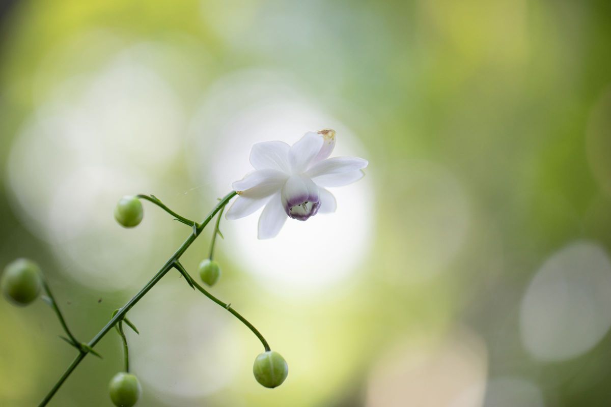 EF100mm F2.8L マクロ IS USMで撮影された写真 | 写真検索 | GANREF