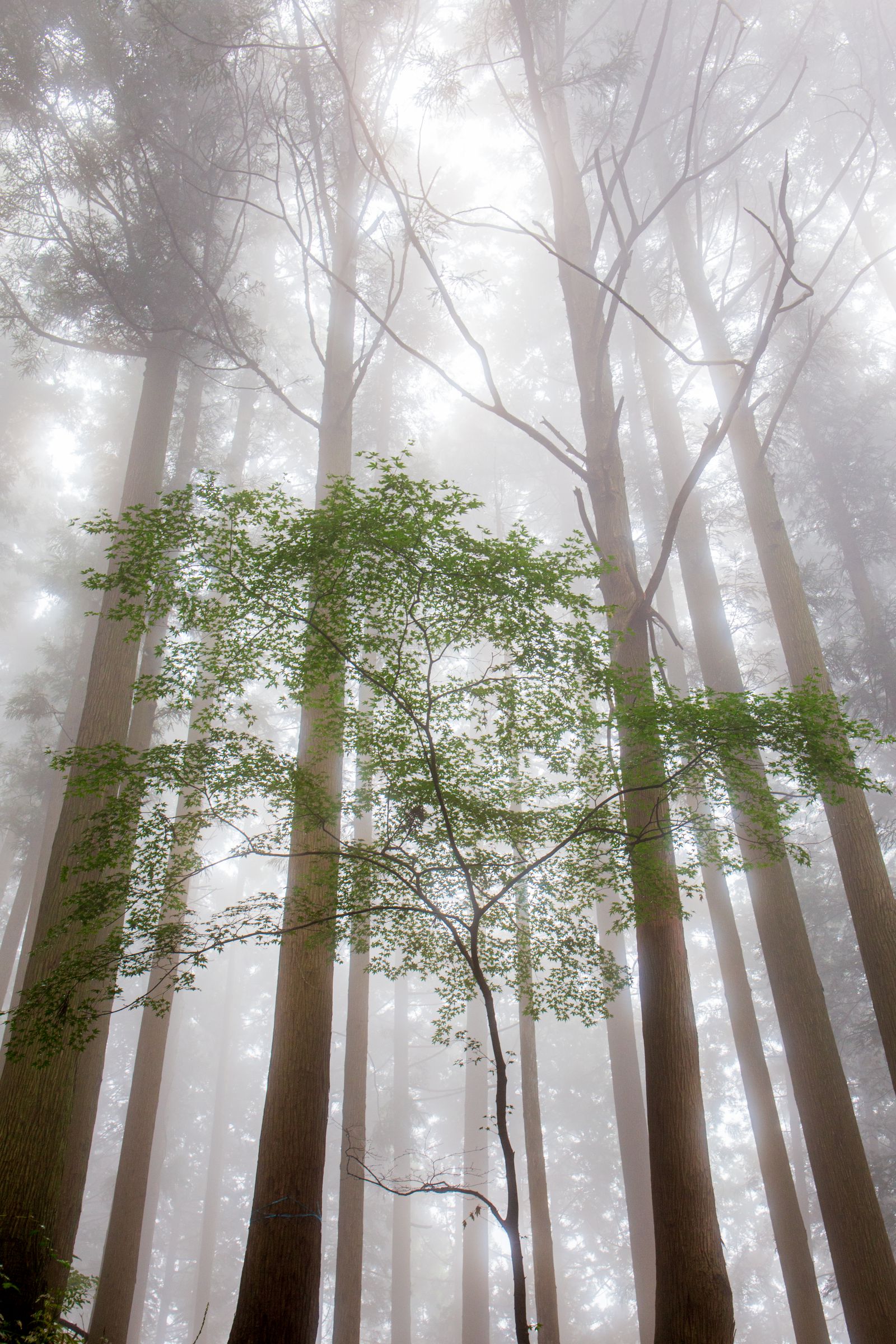 霧の森にて | GANREF