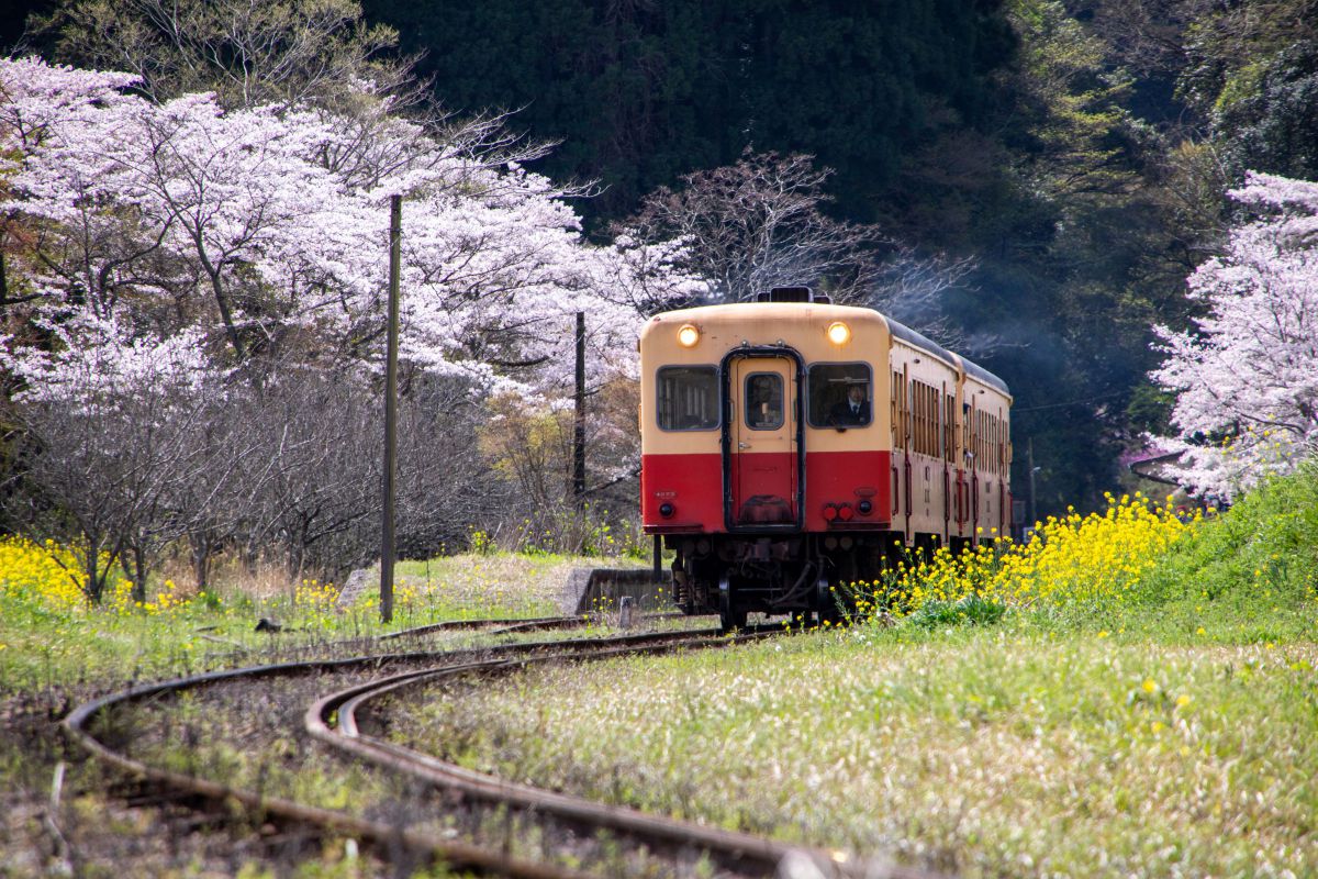 28-300mm F/3.5-6.3 Di VC PZDで撮影された写真 | 写真検索 | GANREF
