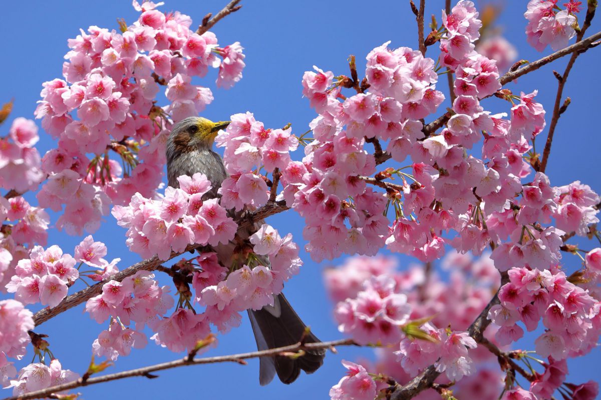 春を満喫 植物 桜 Ganref
