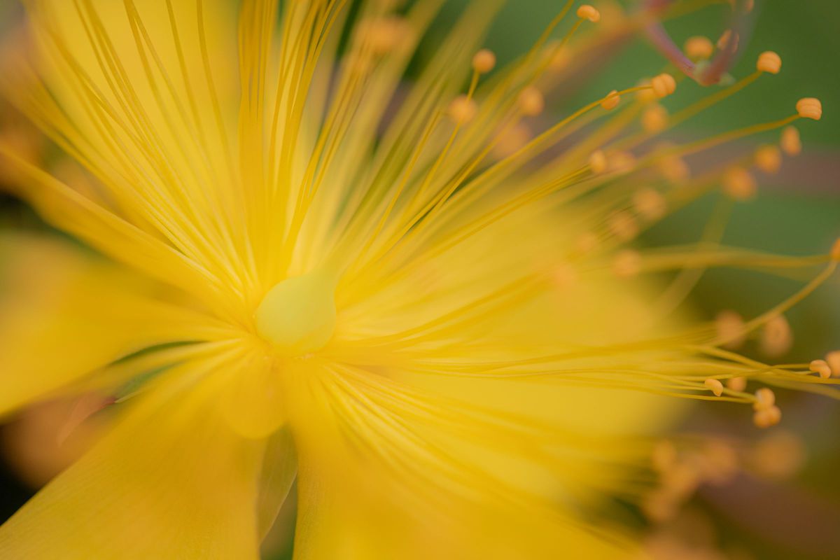 EF100mm F2.8L マクロ IS USMで撮影された写真 | 写真検索 | GANREF