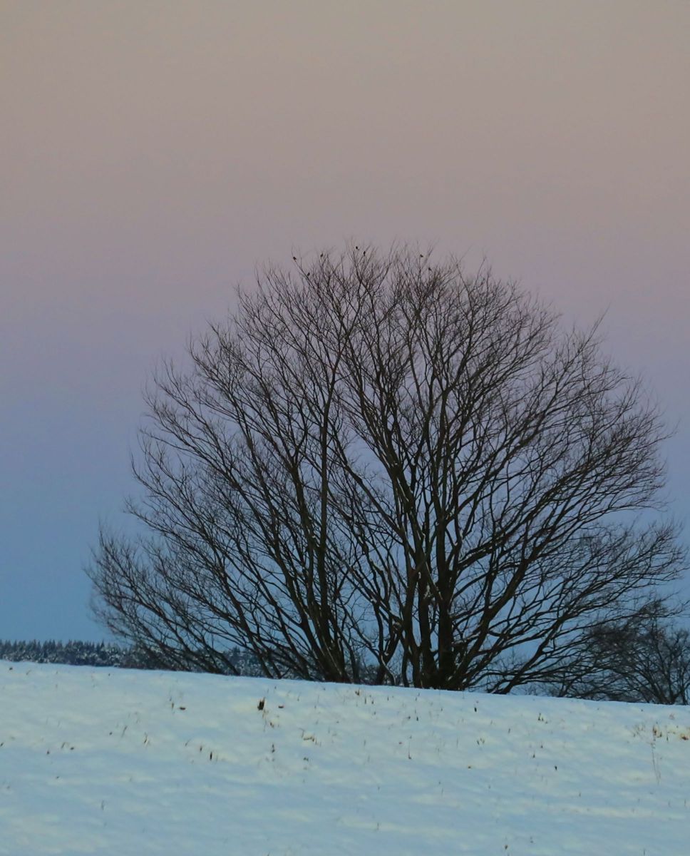 ビーナスベルト GANREF