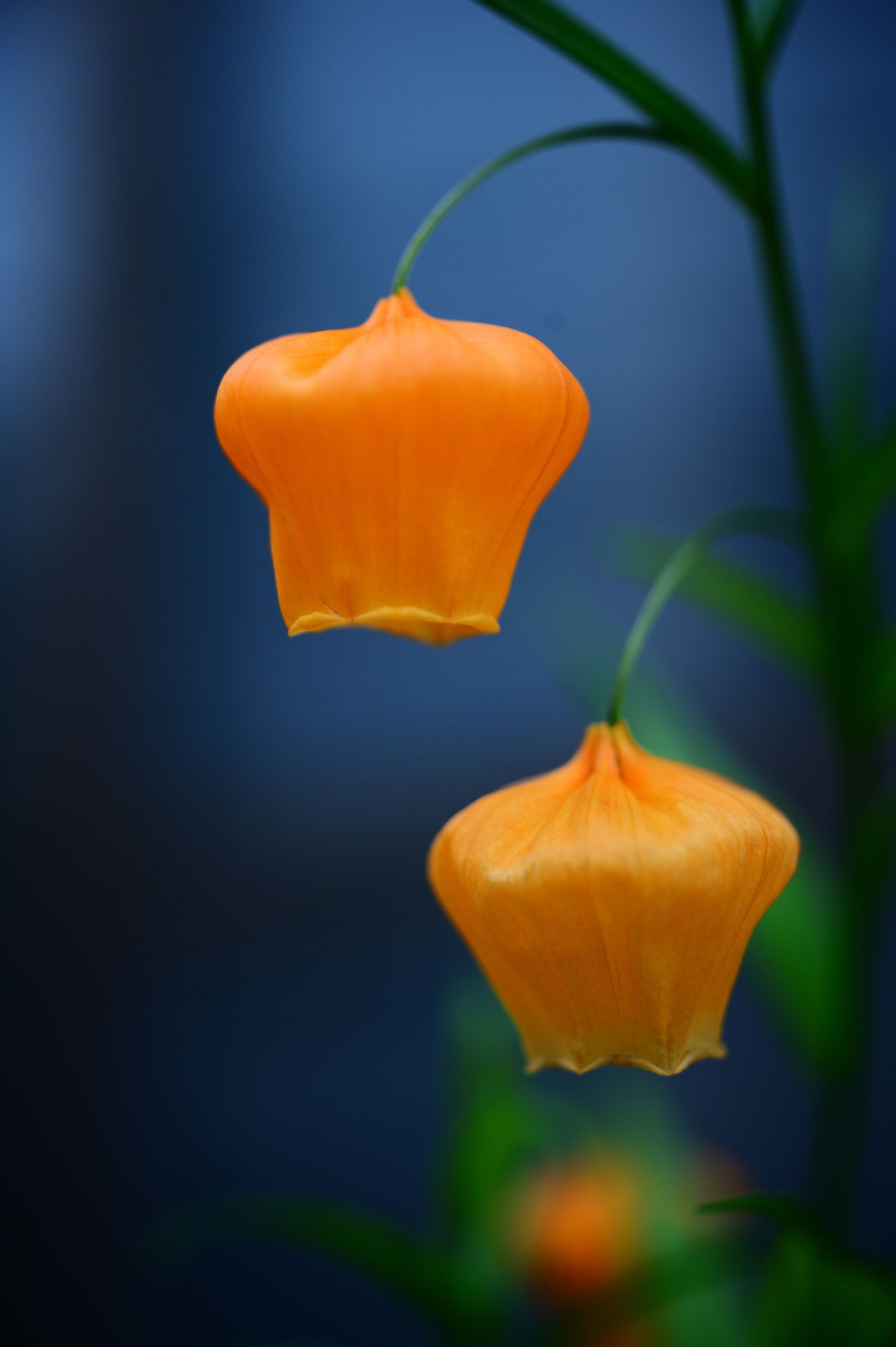 サンダーソニア サンダーソニア （オレンジ） オレンジ｜ハナイチ｜花と植物