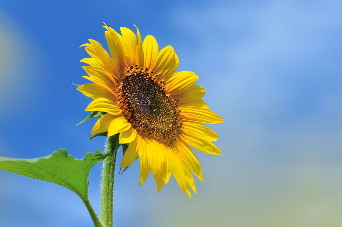 Ai AF DC-Nikkor 105mm f/2Dで撮影された写真 | 写真検索 | GANREF