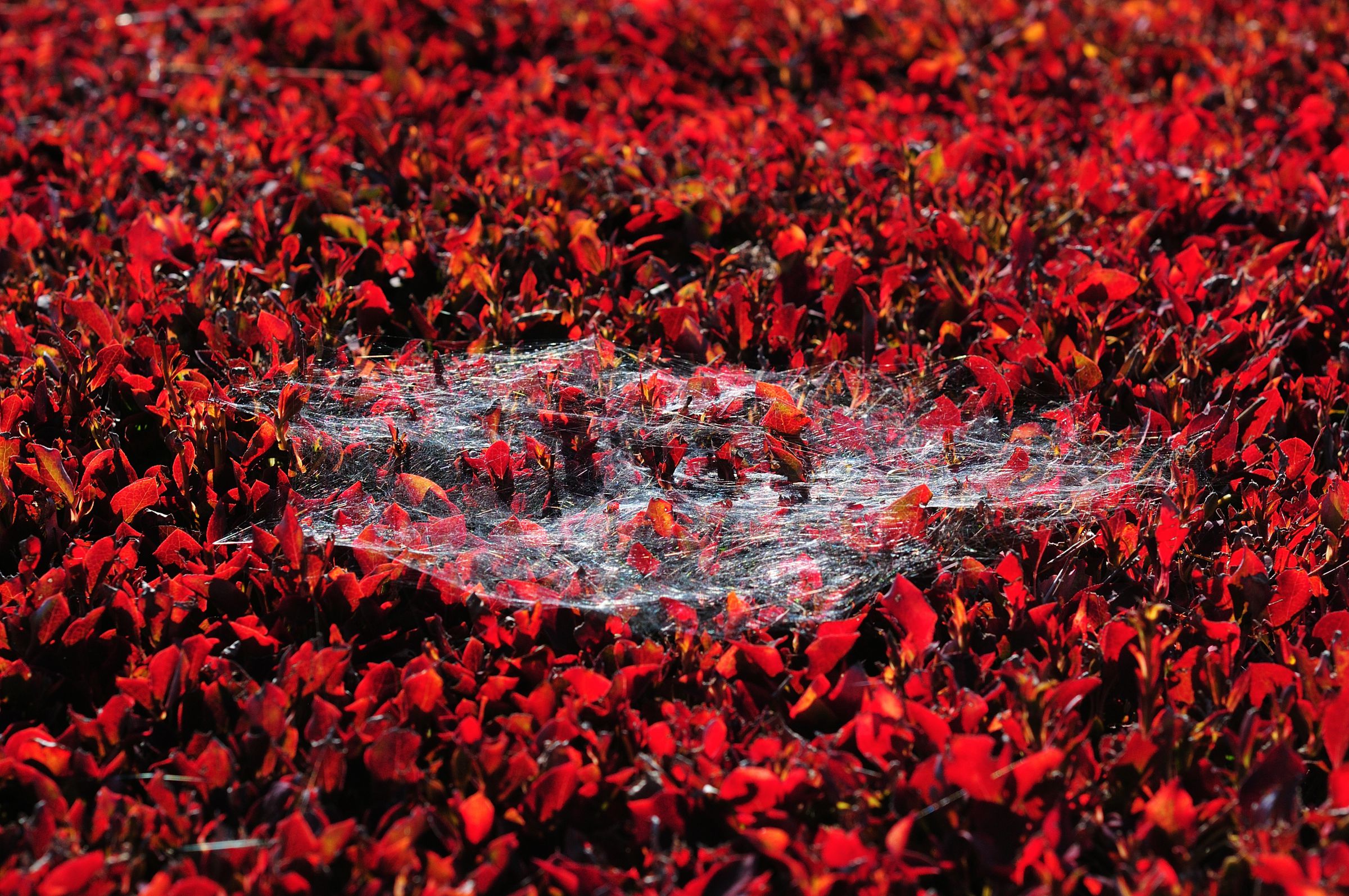 駆ける。。駆ける。。超絶品ドウダンツツジ。 ドウダンツツジに蜘蛛の巣 | GANREF