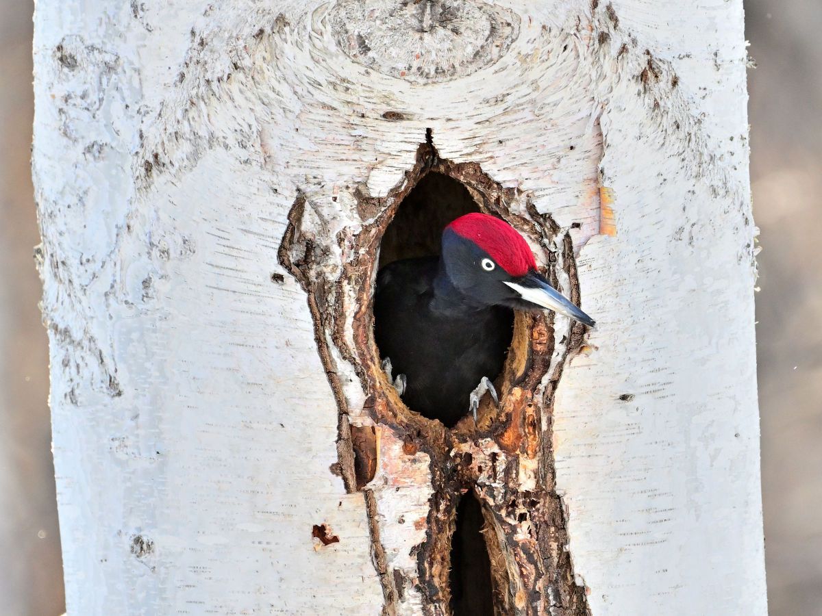 クマゲラ 2 動物 鳥類 Ganref