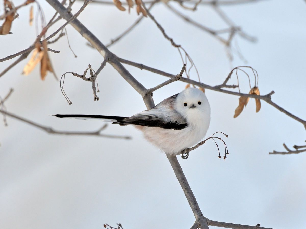 シマエナガ 22 動物 鳥類 Ganref