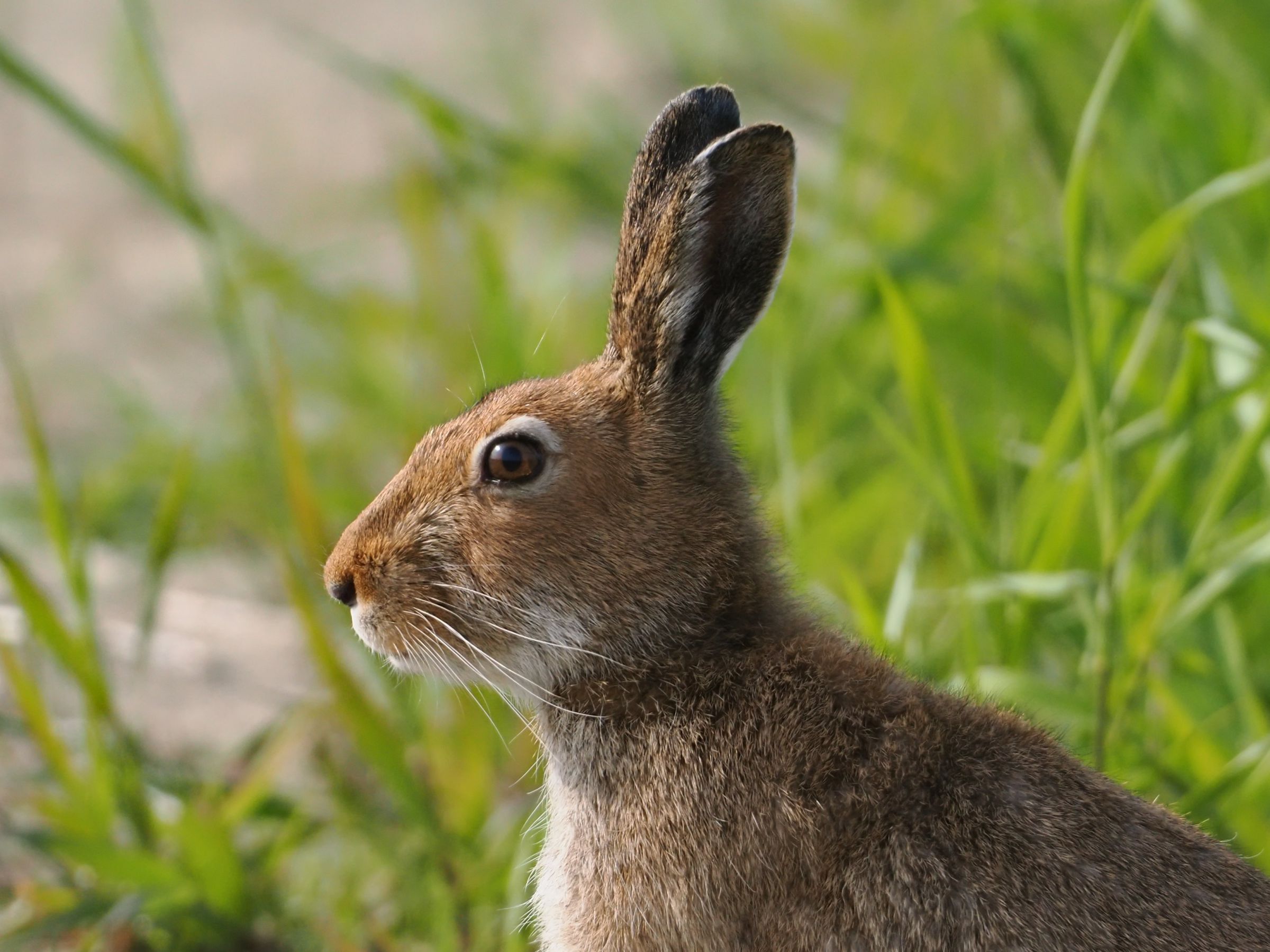 エゾユキウサギ | GANREF