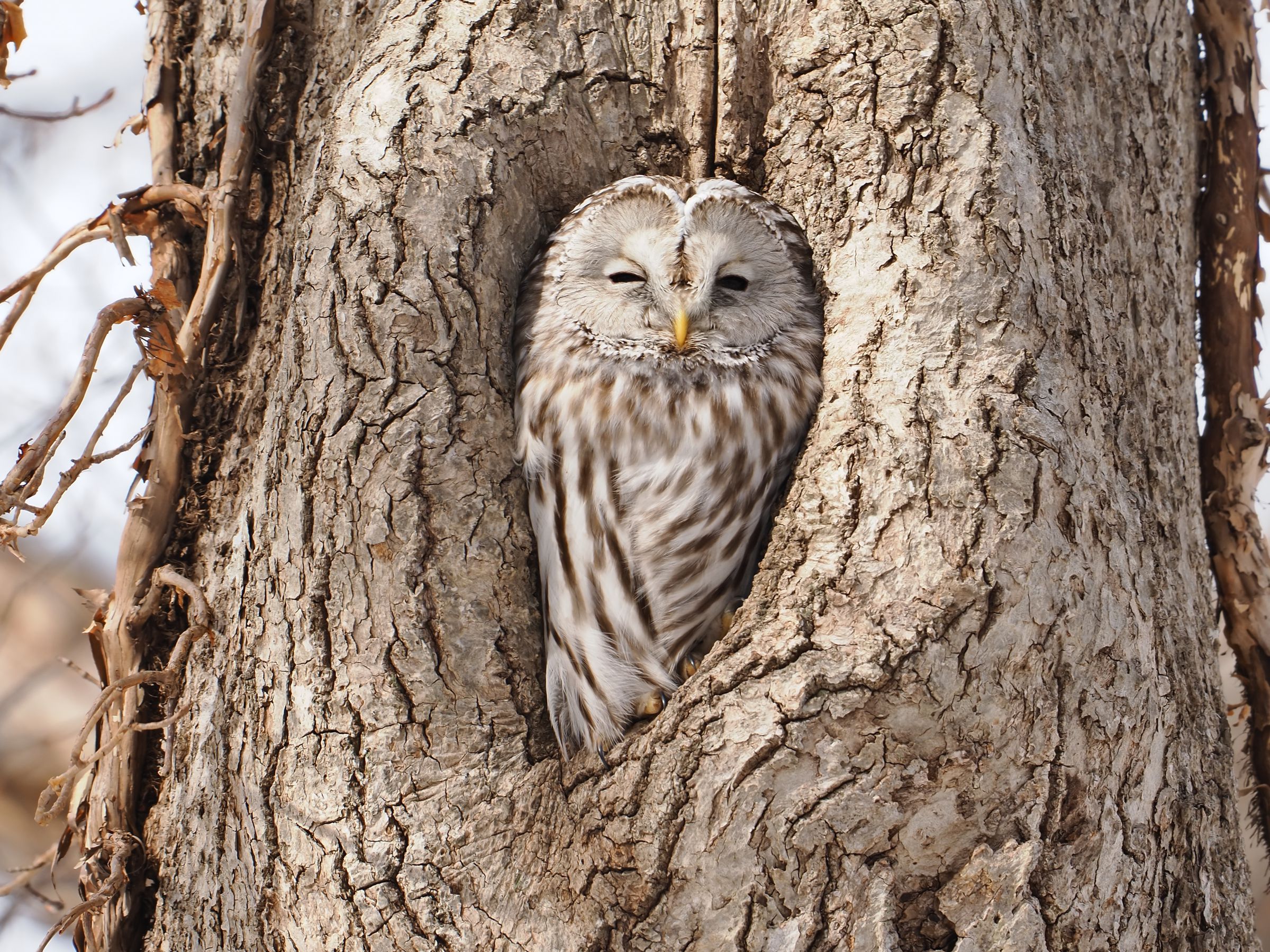 エゾフクロウ | GANREF