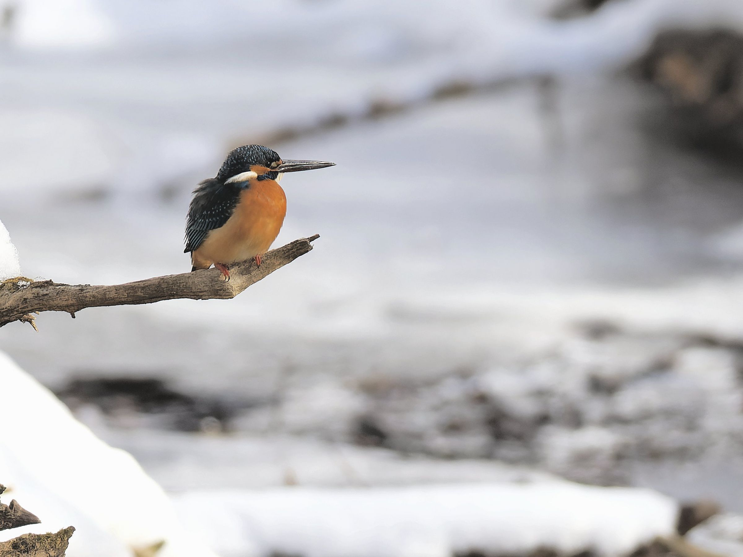 カワセミ 大野の森1/5 「カワセミ」換算840mmの魅力！Z50Ⅱ+445+1.4x | 野鳥と