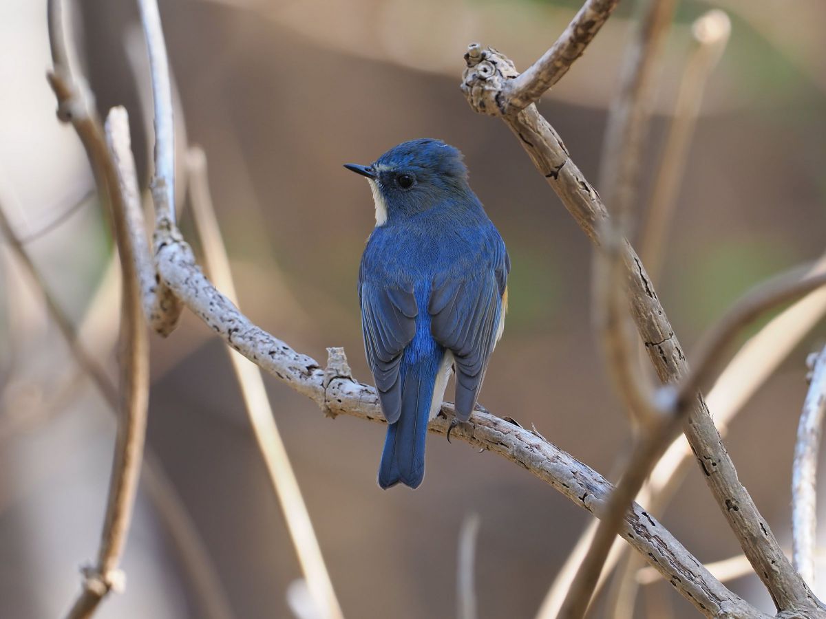 ルリビタキ 雄 GANREF