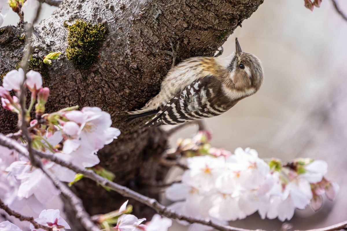 NIKKOR Z 180-600mm f/5.6-6.3 VRで撮影された写真 | 写真検索 | GANREF