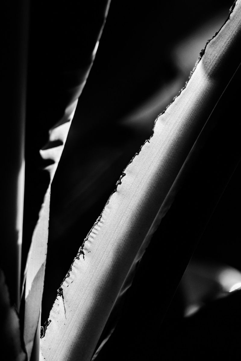 刃毀れ 植物 草 葉 芽 Ganref