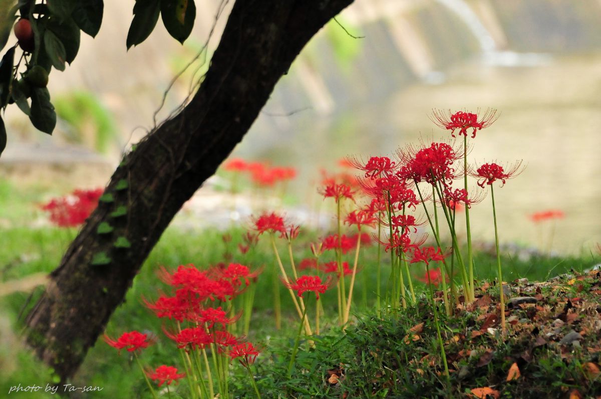 柿の木の下で 植物 花 花びら Ganref