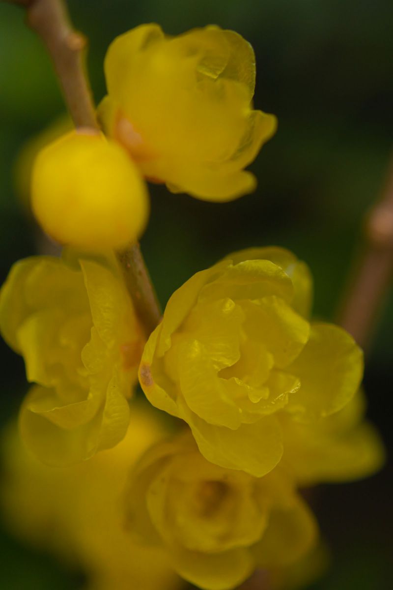 蝋花 植物 花 花びら Ganref
