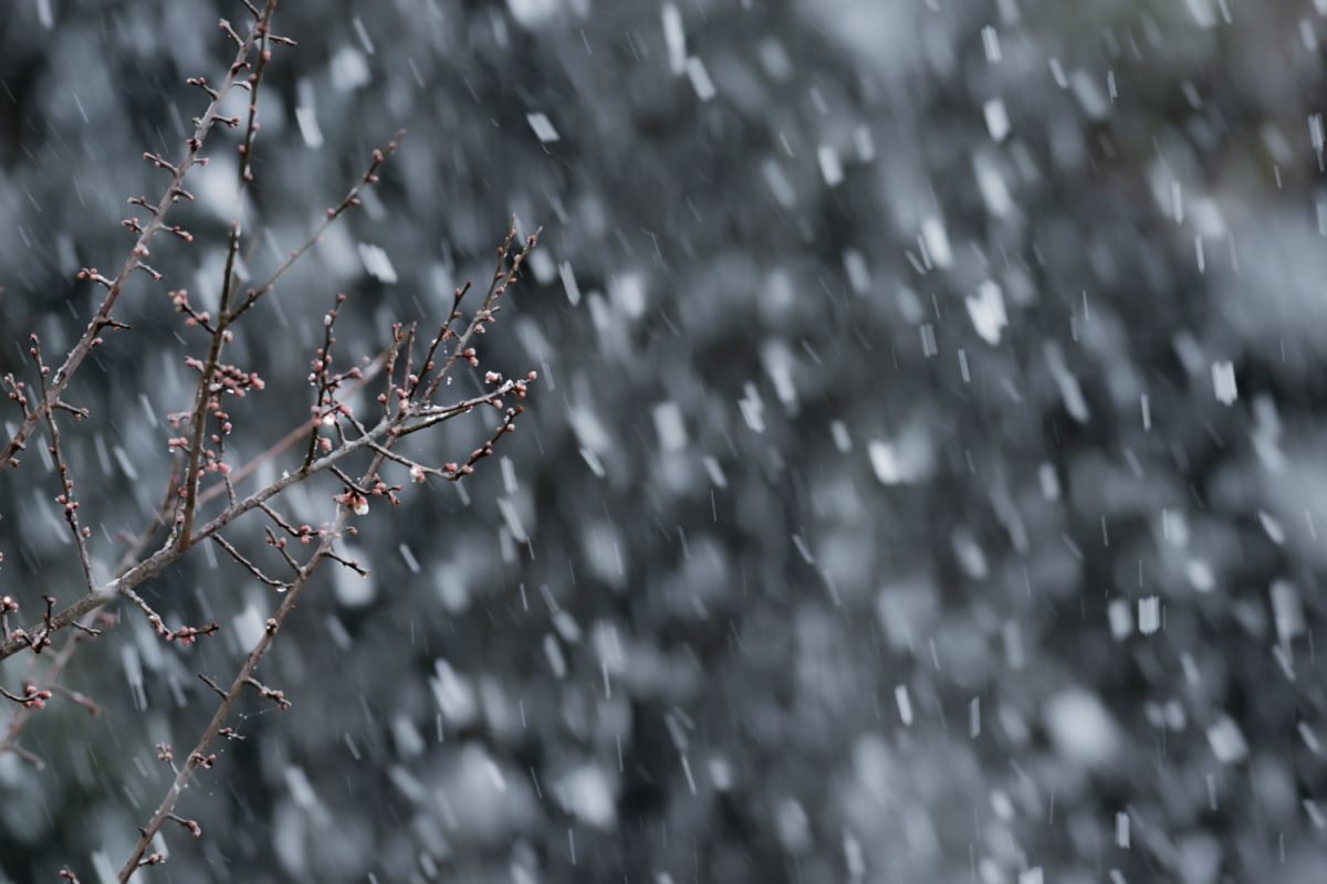 牡丹雪 自然 風景 気象 天候 天気 Ganref