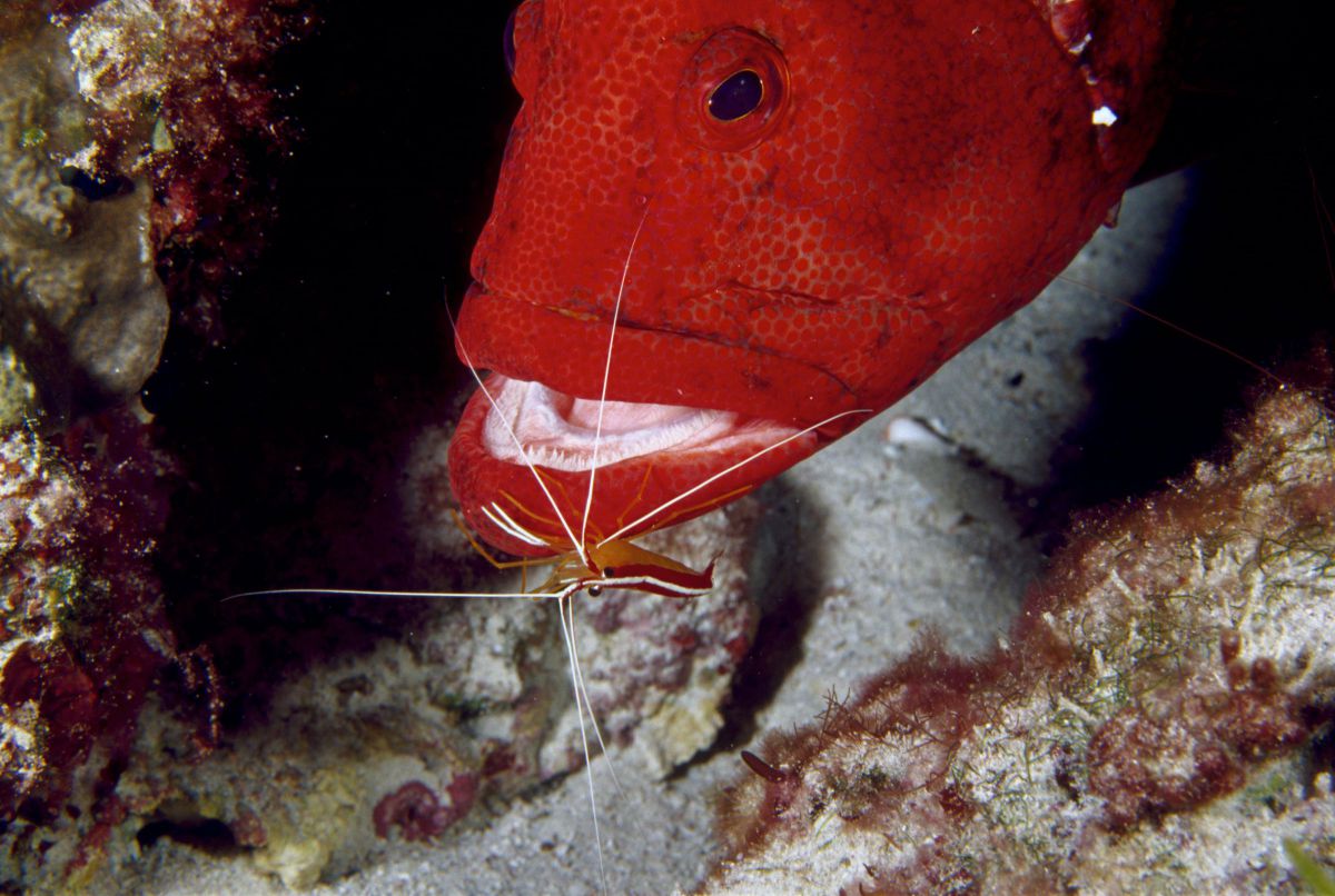 白いお髭の歯医者さん 動物 魚類 Ganref