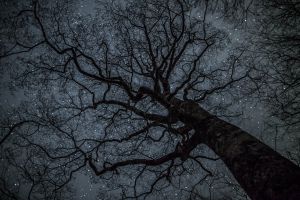 もちもちのきページ Amazon.co.jp: モチモチの木 (創作絵本6) : 斎藤隆介, 滝平二郎: 本