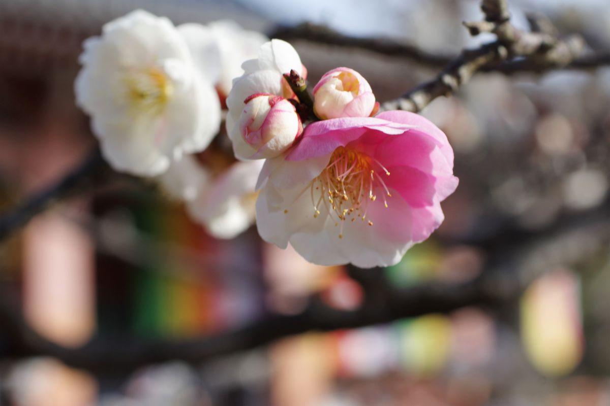 一輪紅白 植物 花 花びら Ganref