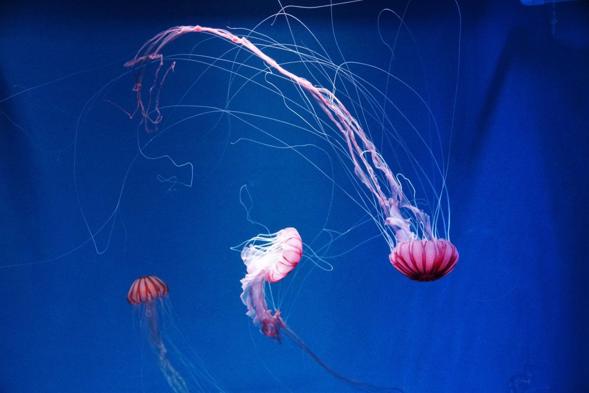 アカクラゲ 街並み 建物 美術館 博物館 劇場 Ganref