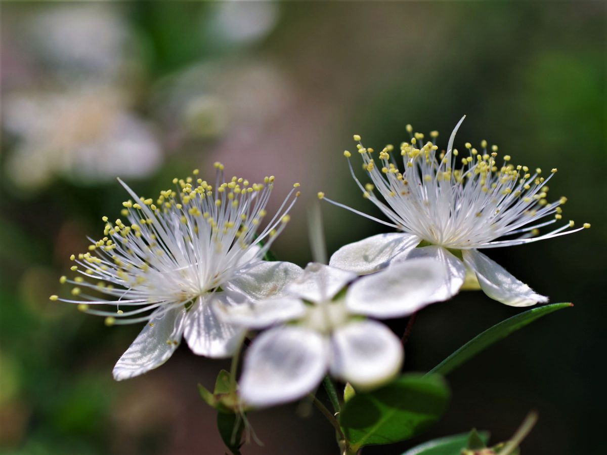 ミルテの花 植物 花 花びら Ganref