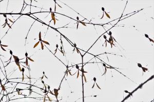 つくばねの実３２０個 MDAwMDA0NjkyNg_MC4wNzE2MjQwMCA