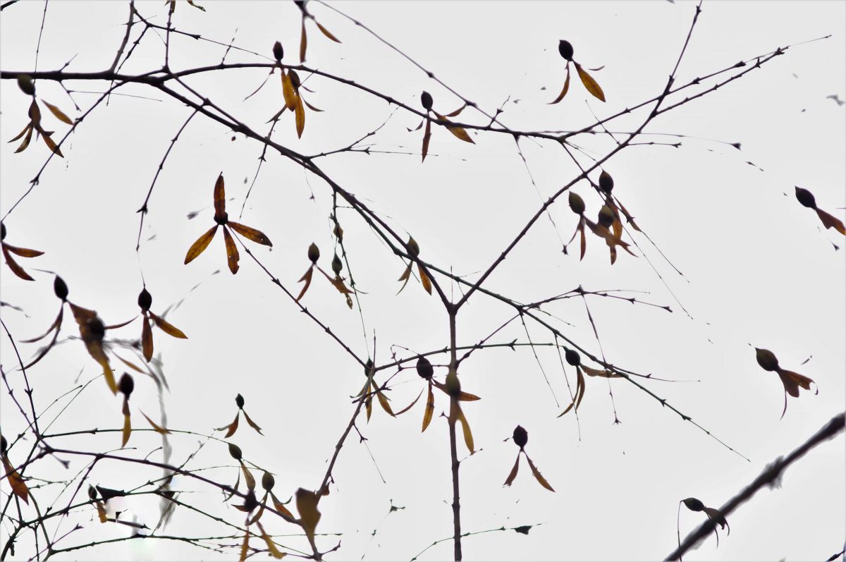 つくばねの実３２０個 つくばねの実320個 ツクバネの実 | GANREF