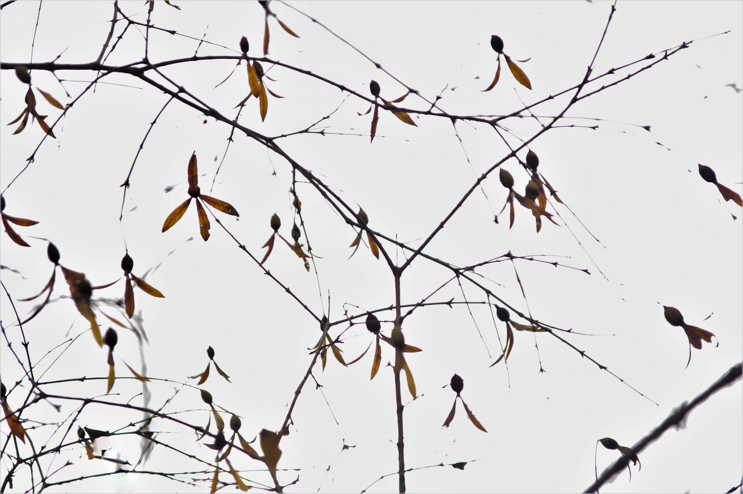 ツクバネの実 | GANREF