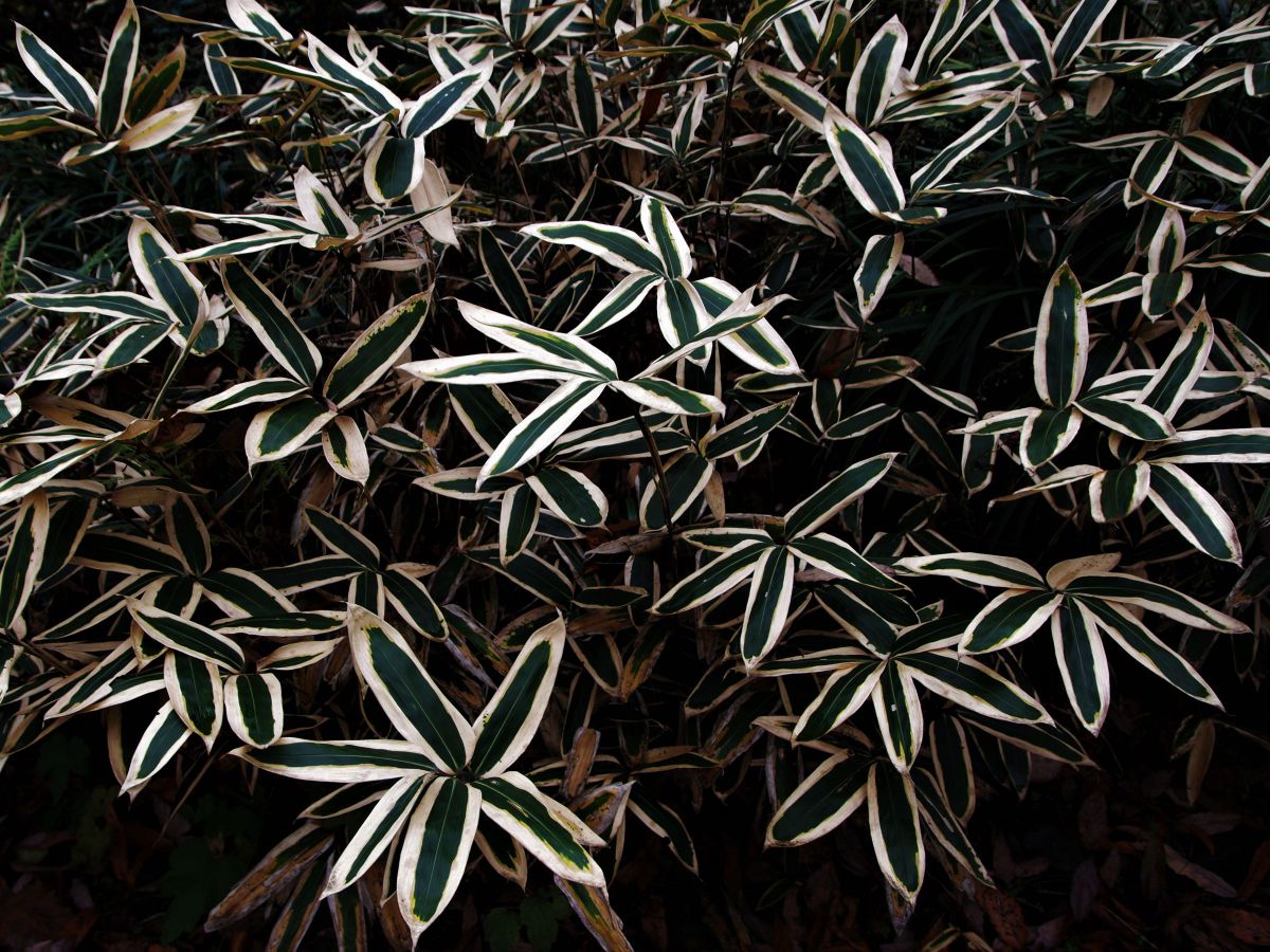 クマザサ 植物 草 葉 芽 Ganref