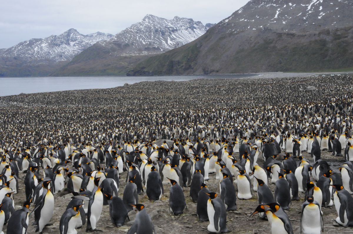 見渡す限り 動物 鳥類 Ganref