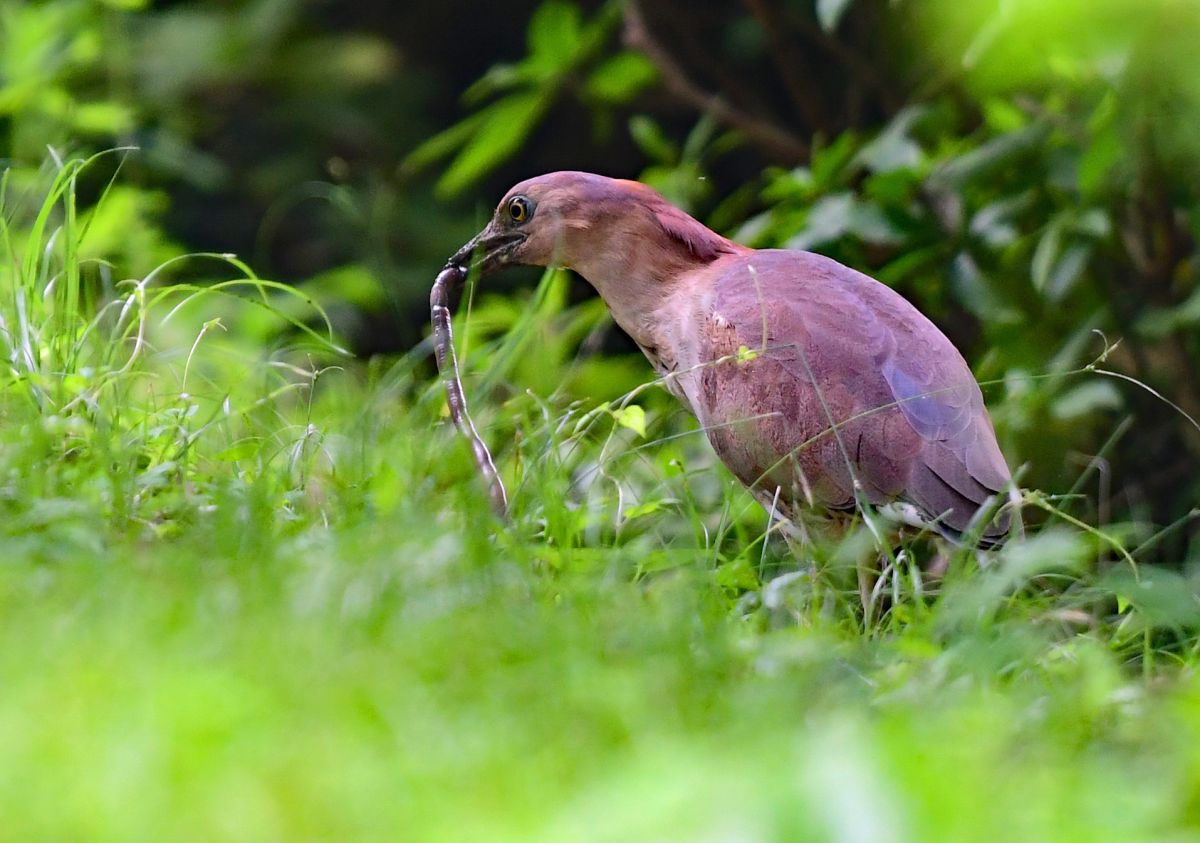 ミゾゴイ ミミズ取り 動物 鳥類 Ganref