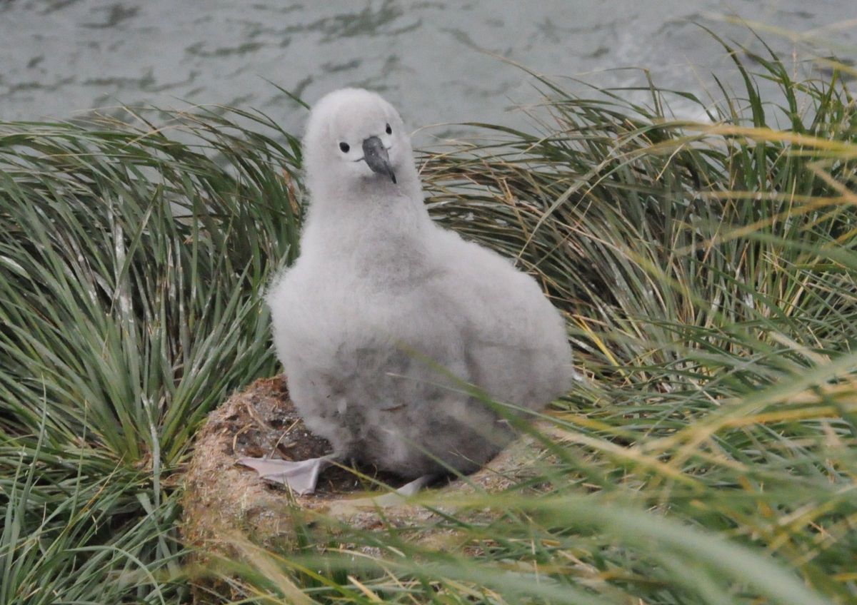 ハイガシラアホウドリのヒナ 動物 鳥類 Ganref ハイガシラアホウドリのヒナ 動物 鳥類 Ganref