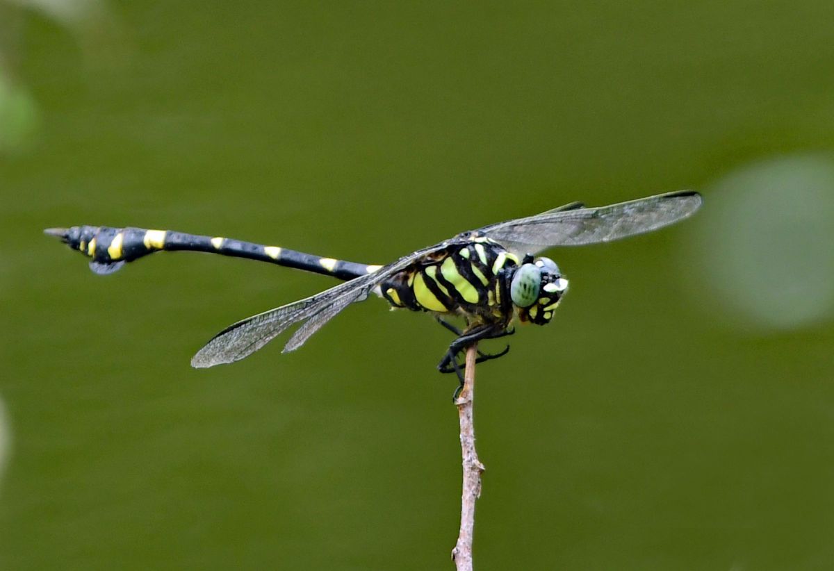 タイワンウチワヤンマ 動物 虫 昆虫 Ganref タイワンウチワヤンマ 動物 虫 昆虫 Ganref
