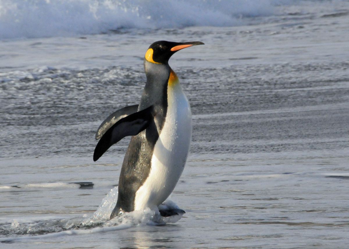 上陸するキングペンギン 動物 魚類 Ganref
