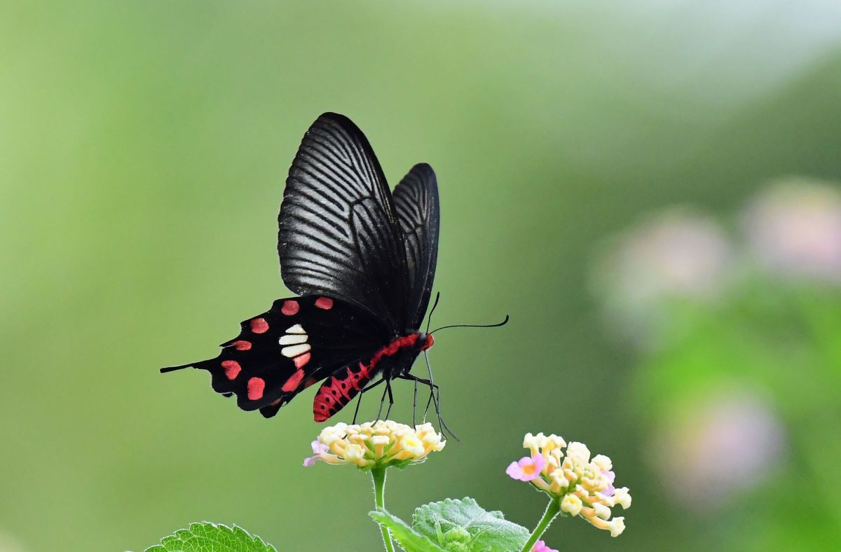 MDAwMDA1NjMzMg_MC4yMjI5MDcwMCA