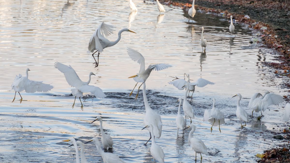 ダイサギとユキコサギの競演 動物 鳥類 Ganref
