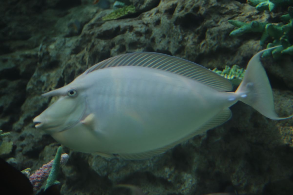 ヒメテングハギ  動物 ＞ 魚類  GANREF