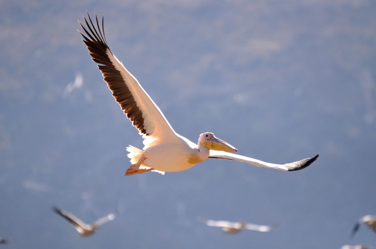 ナクル湖のペリカン 世界 アフリカ Ganref