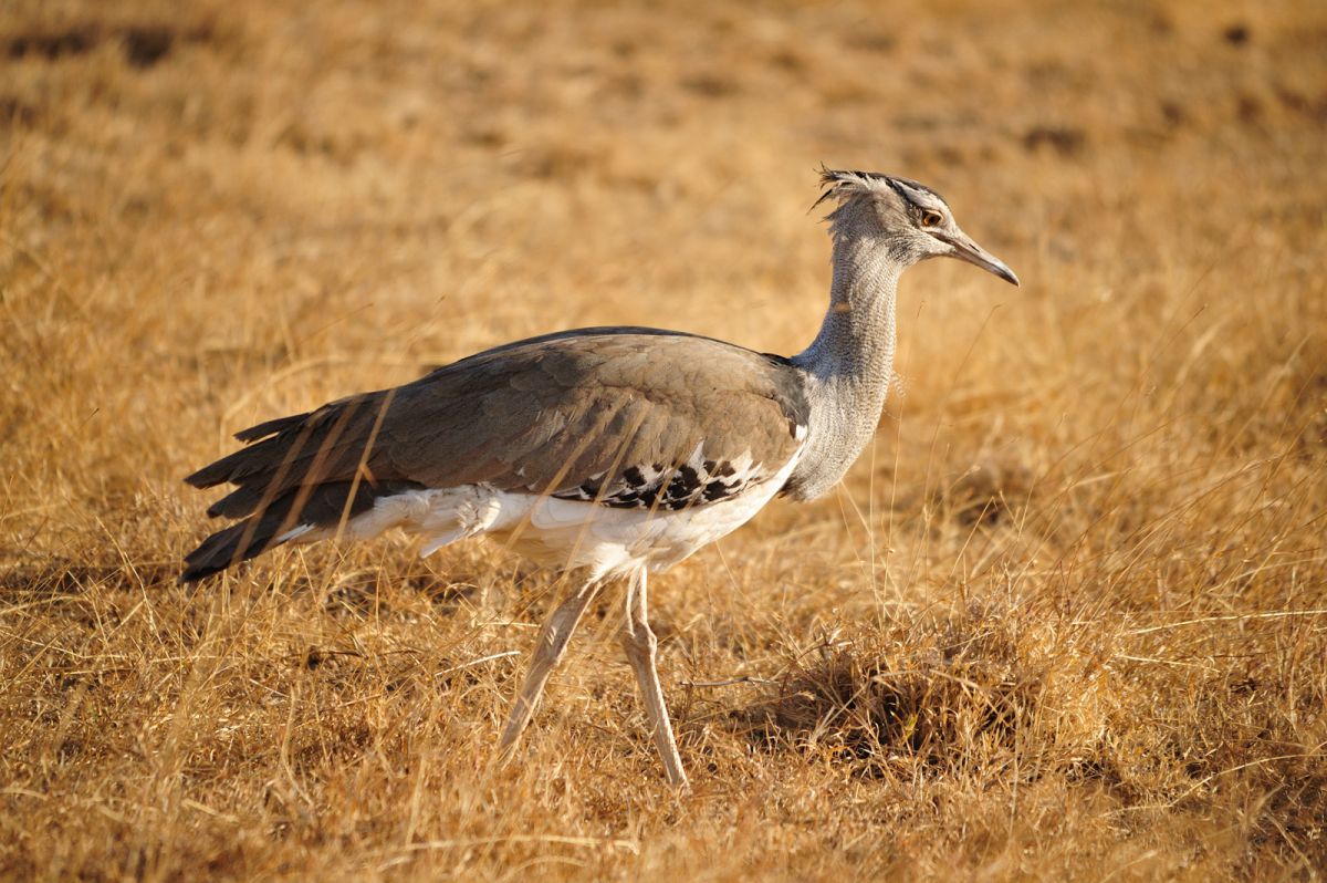 アフリカオオノガンのメス 動物 鳥類 Ganref