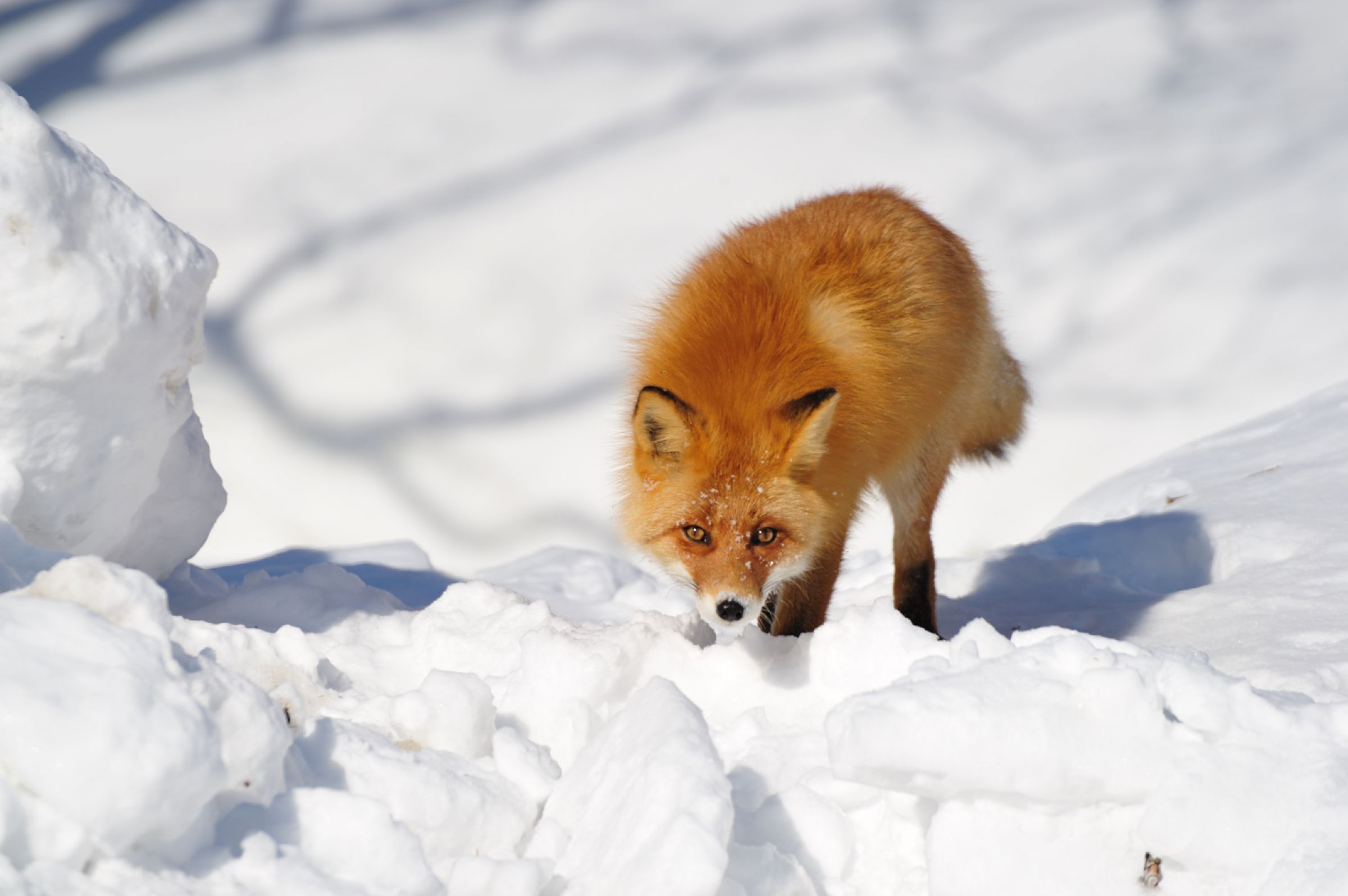 キタキツネ | GANREF