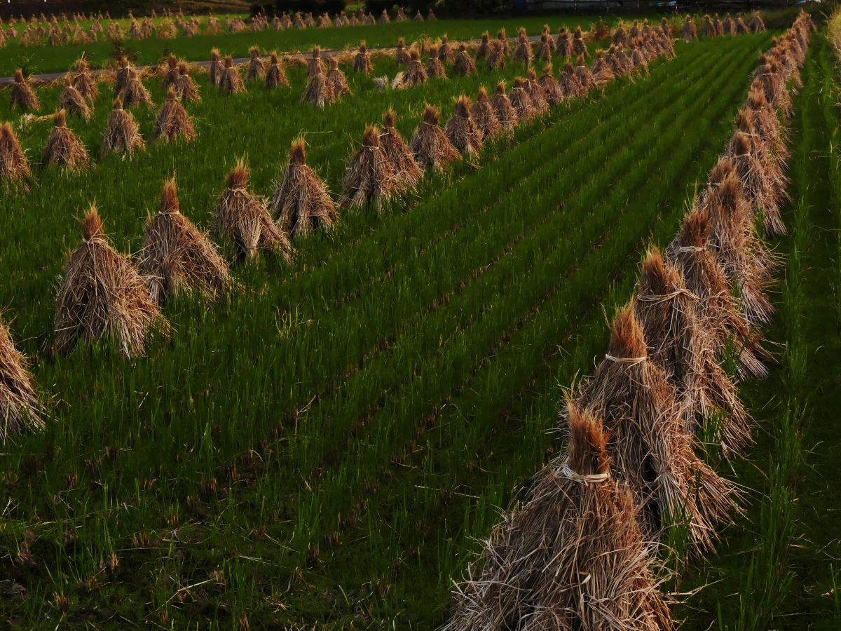 穀倉地帯 植物 草 葉 芽 Ganref 穀倉地帯 植物 草 葉 芽 Ganref