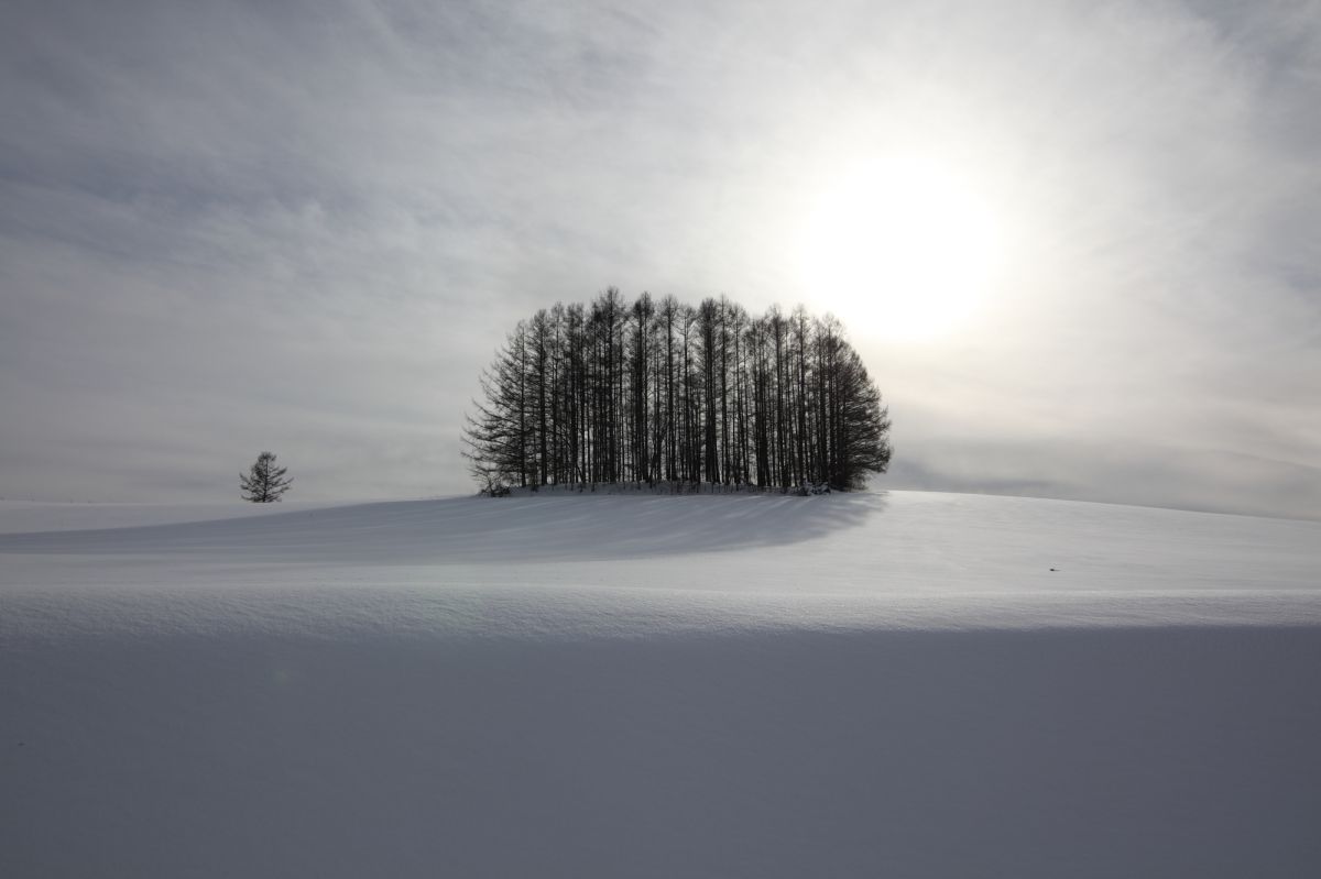 可愛い森 自然 風景 大地 Ganref