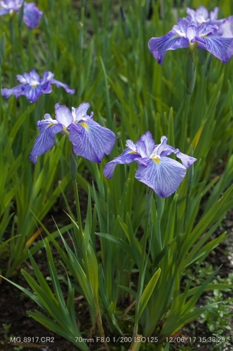 横須賀菖蒲園にて燕子花図屏風の配置の妙を追う | GANREF