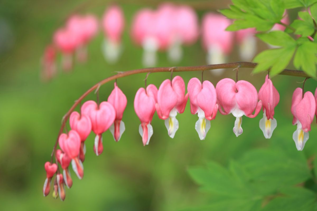 ケマンソウ 鯛釣草 植物 花 花びら Ganref