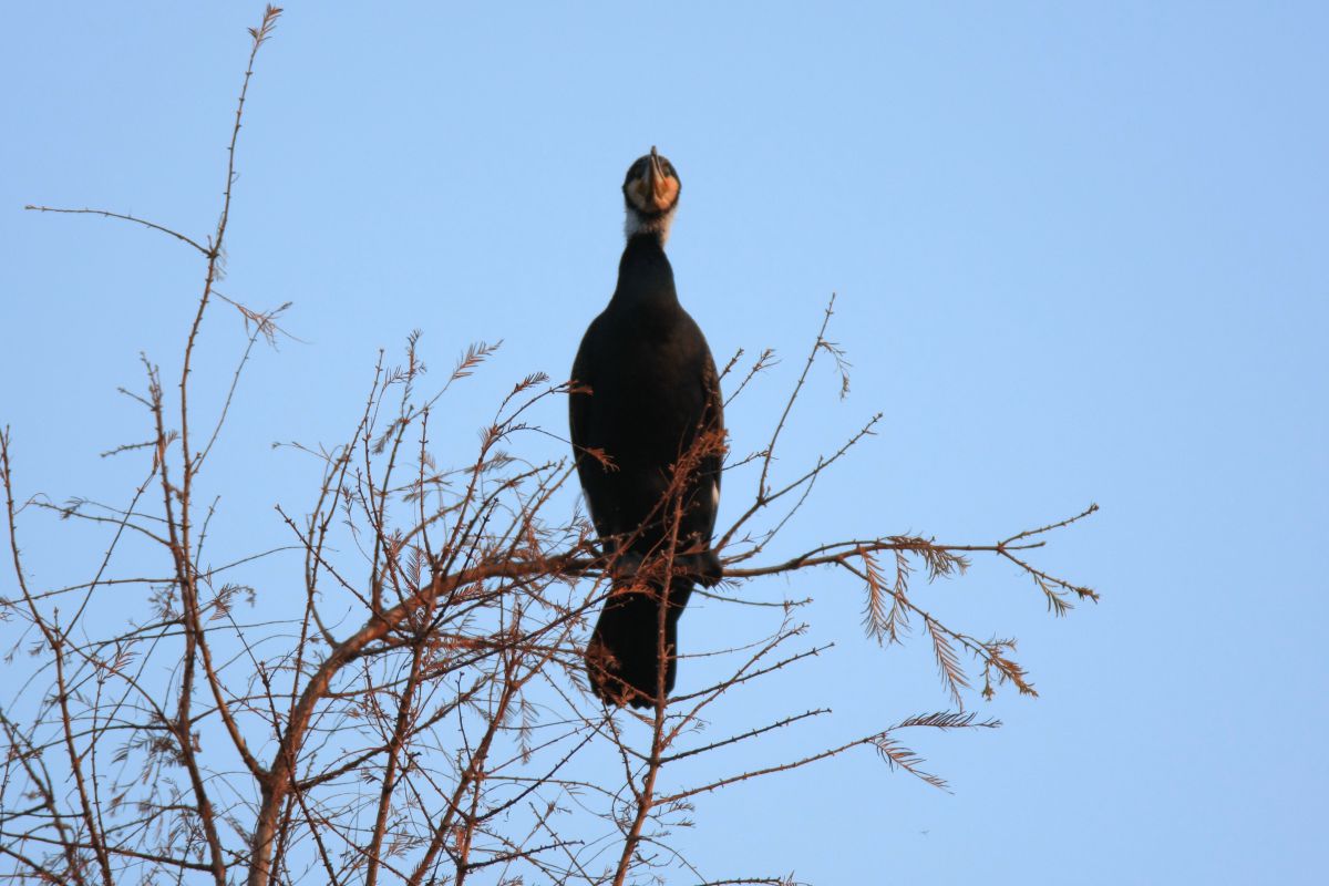 人面鳥 動物 鳥類 Ganref